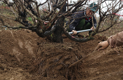 Một cây đào có dáng và thế đẹp được đánh chuyển đưa đi tiêu thụ. Chủ vườn cho hay để cây hoa tươi và sống lâu thì phải giữ nguyên bầu đất và chùm rễ