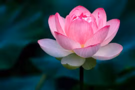 Lời chia buồn