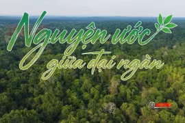 “Nguyện ước giữa đại ngàn” kể câu chuyện người lính giữ rừng Mã Đà