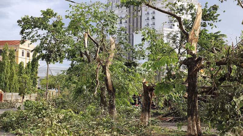 Cây xanh gãy nằm ngổng ngang trên đường phố Huế