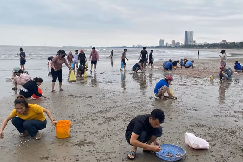 Sò huyết bất ngờ dạt kín gần 1km ở bãi biển Cửa Lò Sò huyết bất ngờ dạt kín gần 1km ở bãi biển Cửa Lò