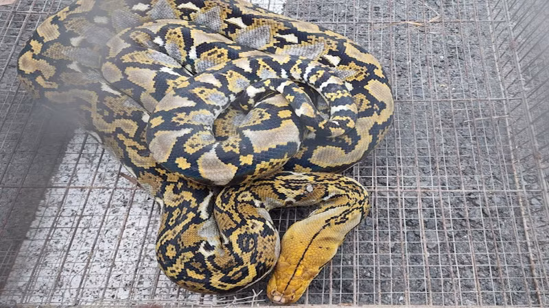 Con trăn được phát hiện là trăn cái, dài khoảng 2m, nặng khoảng 5kg, tên khoa học là Python reticulatus, thuộc nhóm IIB trong danh mục động vật rừng nguy cấp quý hiếm (Ảnh: Chi cục Kiểm lâm TP.HCM)
