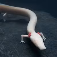 Bí ẩn về loài 