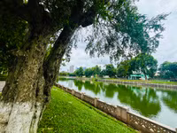Cây xanh, vườn thú Hà Nội ra sao sau khi bão Yagi quét qua?