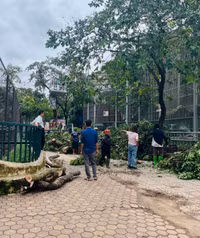 Cây xanh, vườn thú Hà Nội ra sao sau khi bão Yagi quét qua?