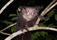 Những loài động vật kỳ lạ chỉ có ở đảo Madagascar
