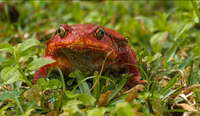 Những loài động vật kỳ lạ chỉ có ở đảo Madagascar