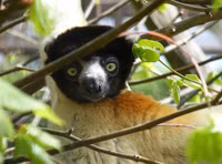 Những loài động vật kỳ lạ chỉ có ở đảo Madagascar