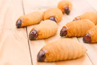 Những thú vị bất ngờ về con đuông dừa