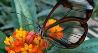 Ấn tượng về loài 