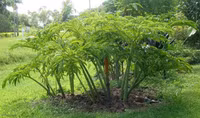 Loài cây ra hoa kỳ dị, được làm món ăn cực ngon và là dược liệu quý