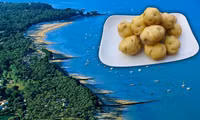 Khoai tây đắt nhất thế giới, giá lên tới vài chục triệu đồng/kg