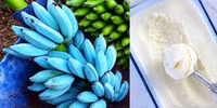 Giống chuối kỳ lạ có màu xanh biếc, thơm như kem vani