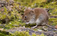 Những điều thú vị về các loài thuộc họ nhà chuột hamster