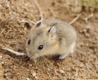 Những điều thú vị về các loài thuộc họ nhà chuột hamster