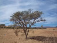 Những loài thực vật phi thường sống ở sa mạc Sahara