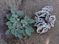 Những loài thực vật phi thường sống ở sa mạc Sahara