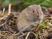 Những điều thú vị về các loài thuộc họ nhà chuột hamster