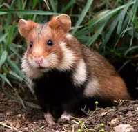 Những điều thú vị về các loài thuộc họ nhà chuột hamster