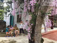 Độc đáo vườn lan huyền thoại có một không hai ở Tuyên Quang