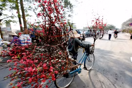 Mùi Tết