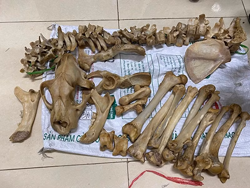 Tang vật nghi xương hổ, cơ quan Công an thu giữ