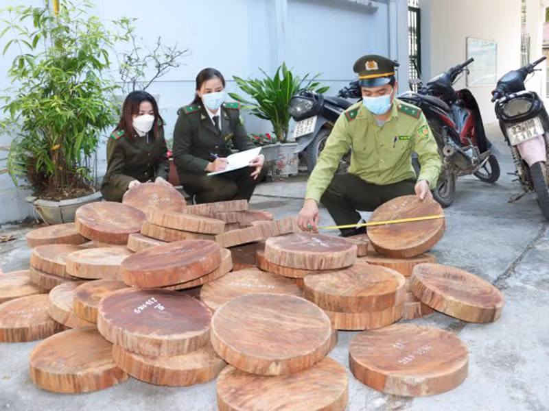 Cơ quan chức năng kiểm đếm, niêm phong số tang vật do "lâm tặc" phá rừng mà có
