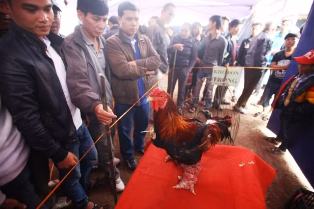 Lần đầu tiên, gà bạc triệu Đông Tảo thi “khỏe, đẹp“ ảnh 2