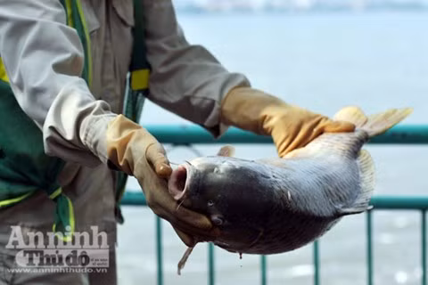 Hà Nội kiểm tra tất cả ao, hồ sau sự việc cá chết tại Hồ Tây ảnh 1