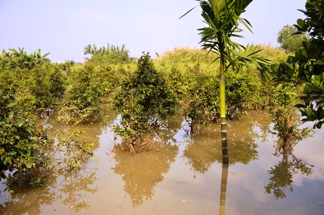 Tràn bờ bao ven sông, hàng nghìn gốc mai của người dân bị nhấn chìm ảnh 4