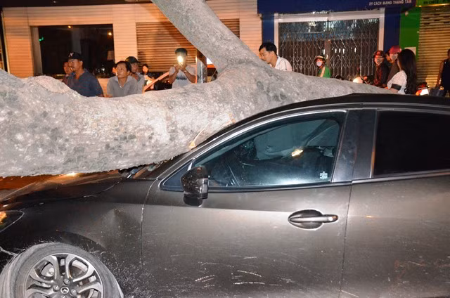 Cây xanh bật gốc đè bẹp "xế hộp" khi trời không mưa, gió nhẹ ảnh 2