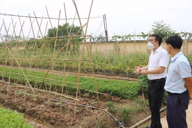 Trong lĩnh vực trồng trọt, cần tập trung việc sản xuất cây rau màu để cung ứng cho người dân trên địa bàn thành phố