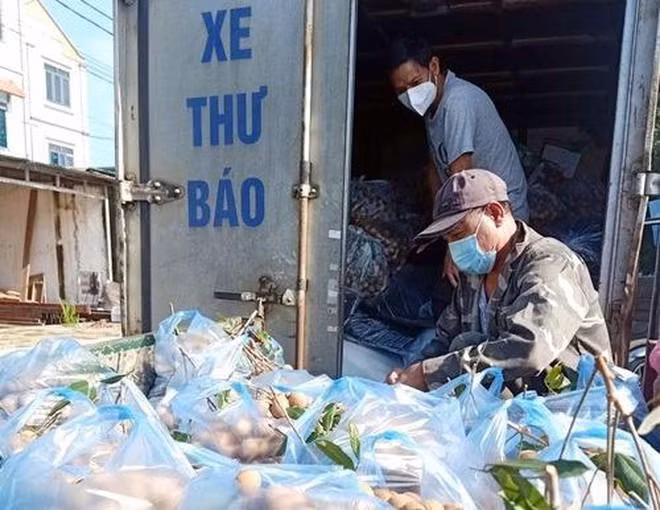 Người nông dân đang rất cần hỗ trợ khâu lưu thông, thu mua nông sản