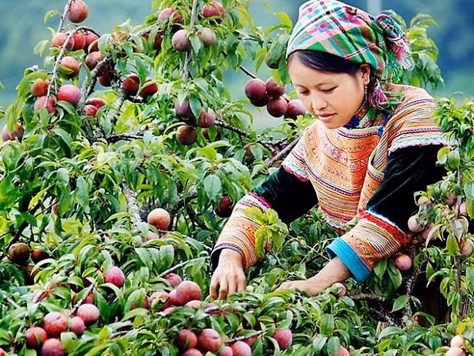 Nông sản Việt được hỗ trợ tiêu thụ qua hình thức trực tuyến