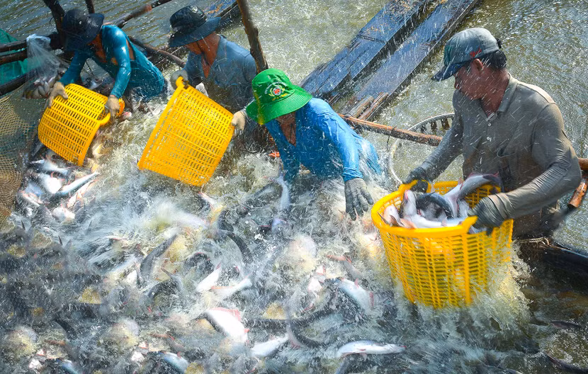 Hiệu quả kinh tế mang lại từ các mô hình nuôi trồng thủy sản theo hướng bền vững đã góp phần nâng cao đời sống người dân