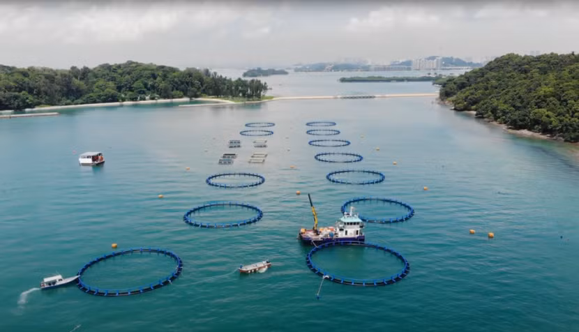 Các trang trại nuôi cá do Barramundi Group điều hành tại đảo St John nhận nguồn cung cấp thức ăn cho cá sống từ Trung tâm Nuôi trồng thủy sản biển Singapore Các trang trại nuôi cá do Barramundi Group điều hành tại đảo St John nhận nguồn cung cấp thức ăn cho cá sống từ Trung tâm Nuôi trồng thủy sản biển Singapore