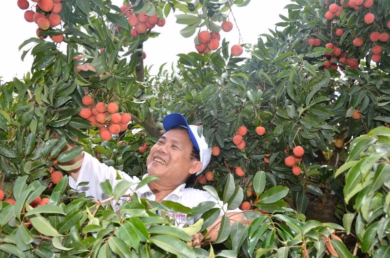 Vải thiều Bắc Giang năm nay được mùa, chất lượng tốt