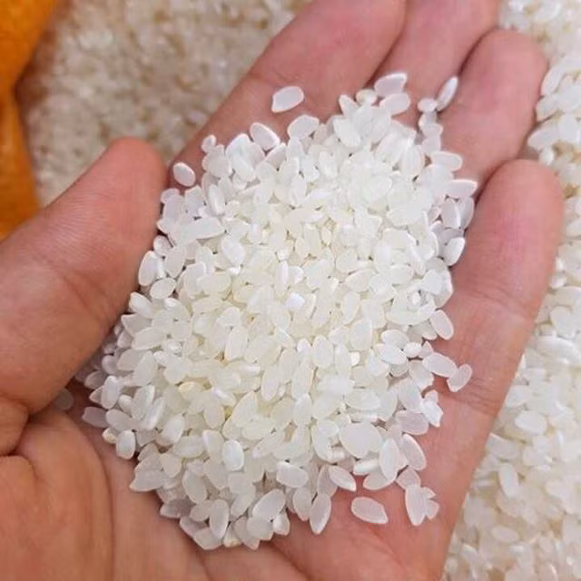 Gạo hạt tròn Việt Nam thêm cơ hội xuất khẩu
