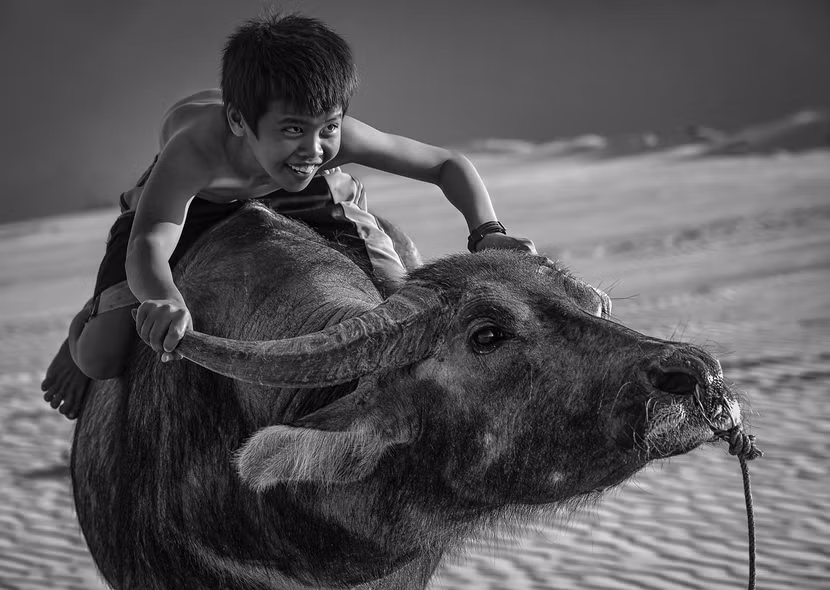 Chú bé chăn trâu với nụ cười hồn nhiên