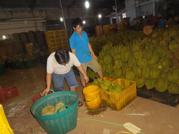 Audio 7-9-2015: Nghi án đốt người tình chấn động, và vụ "tắm hoá chất" cho sầu riêng ảnh 2