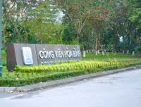 Hoa anh đào Nhật Bản bung nở rực rỡ trong công viên ở Hà Nội