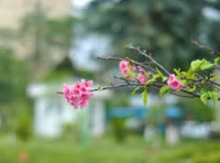Hoa anh đào Nhật Bản bung nở rực rỡ trong công viên ở Hà Nội