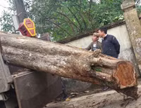 'Truy lùng' những gốc sưa đỏ 'khủng' bậc nhất Việt Nam