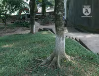 'Truy lùng' những gốc sưa đỏ 'khủng' bậc nhất Việt Nam