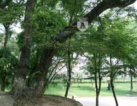 'Truy lùng' những gốc sưa đỏ 'khủng' bậc nhất Việt Nam