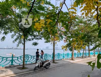 Hồ Tây bất ngờ nhuộm vàng rực rỡ trong sắc hoa muồng hoàng yến