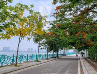 Hồ Tây bất ngờ nhuộm vàng rực rỡ trong sắc hoa muồng hoàng yến