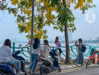 Hồ Tây bất ngờ nhuộm vàng rực rỡ trong sắc hoa muồng hoàng yến