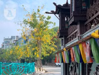 Hồ Tây bất ngờ nhuộm vàng rực rỡ trong sắc hoa muồng hoàng yến