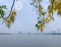 Hồ Tây bất ngờ nhuộm vàng rực rỡ trong sắc hoa muồng hoàng yến